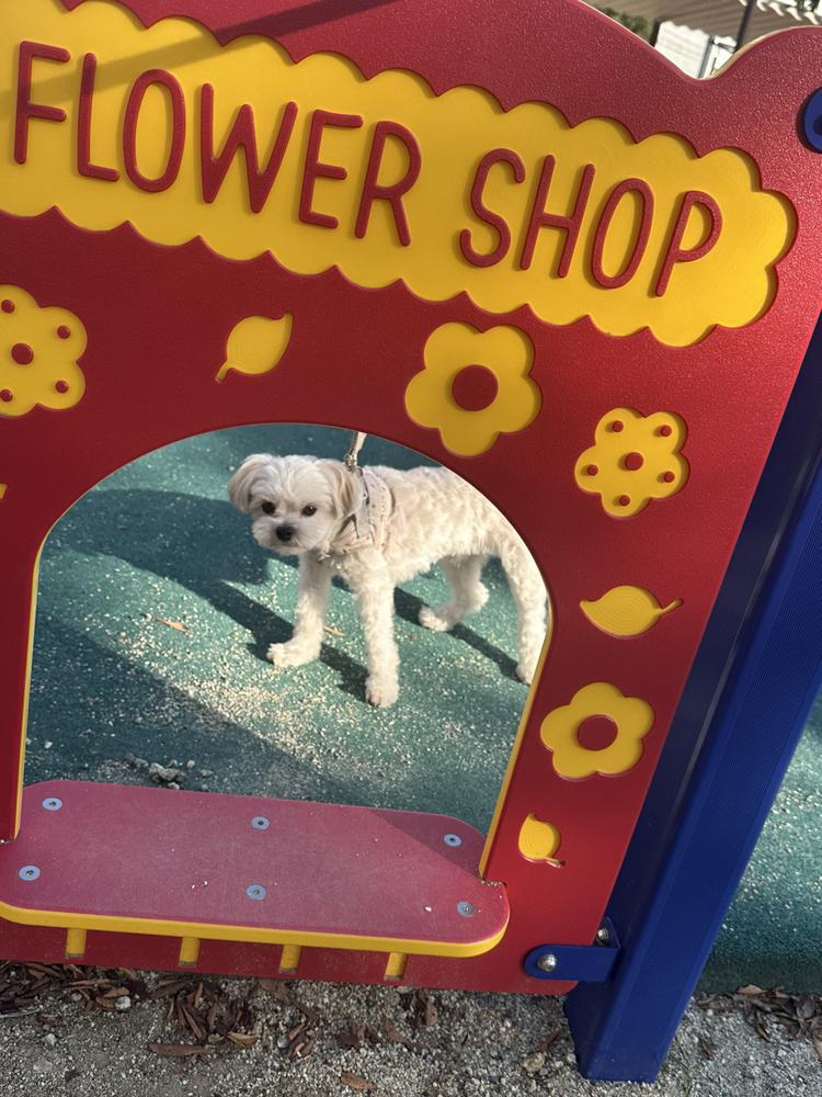 お花屋さんごっこ🐶🌼