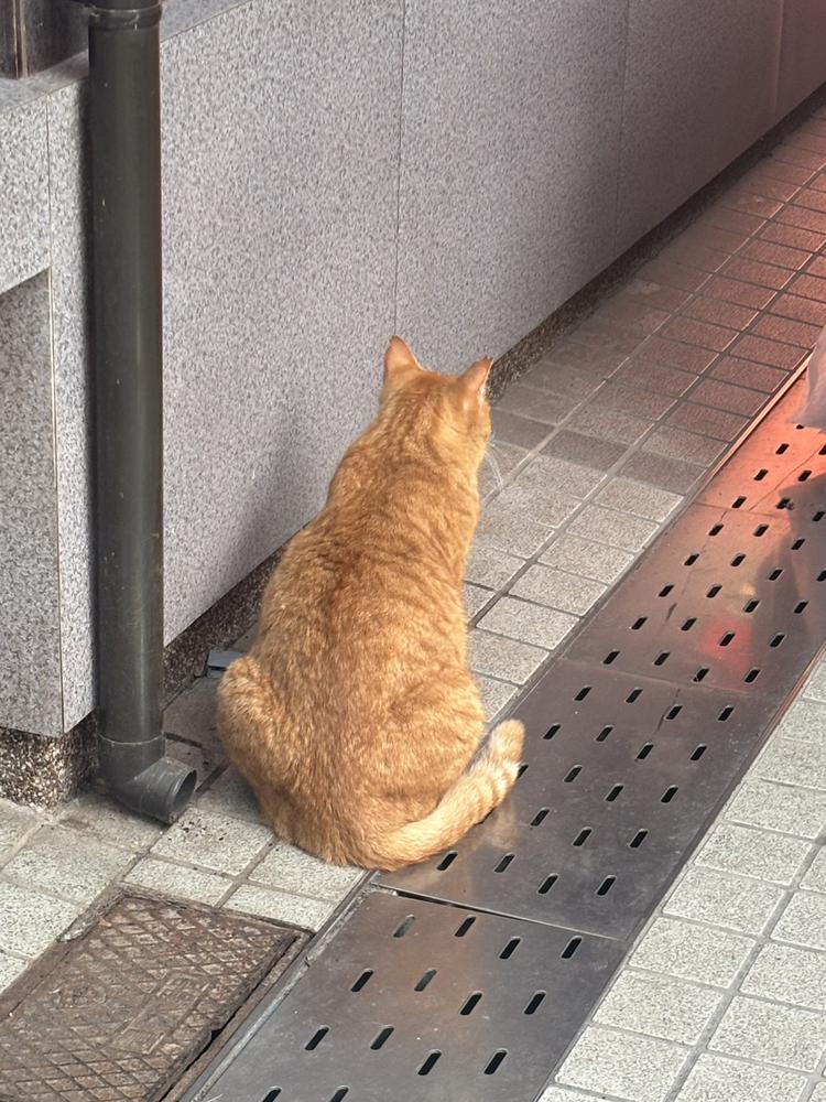 ねこ