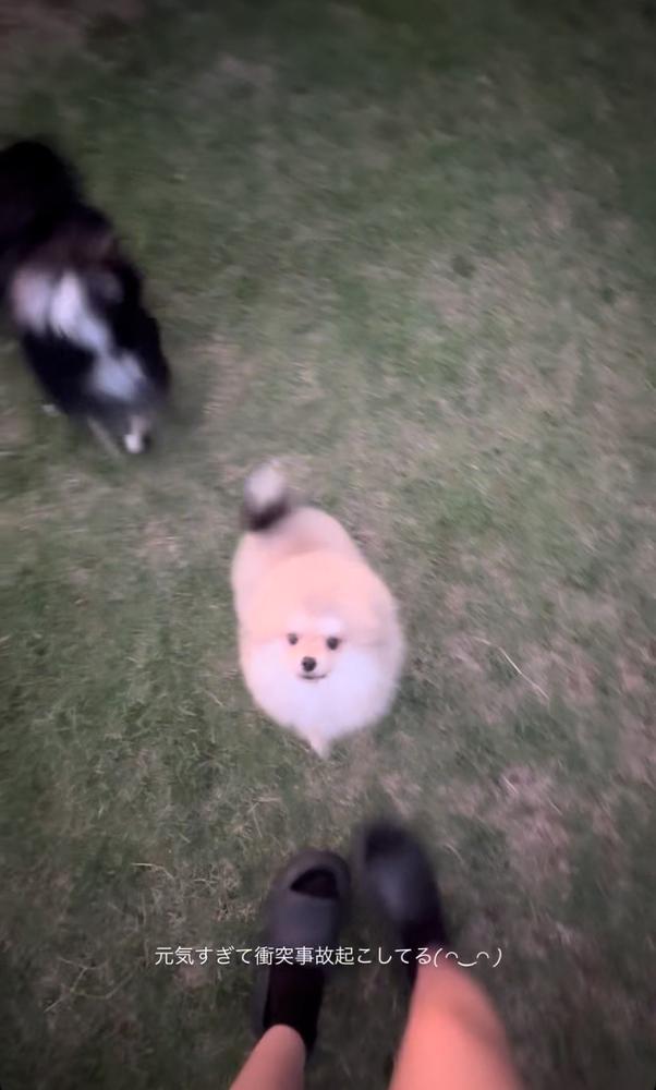 #いっぬたちU・x・U