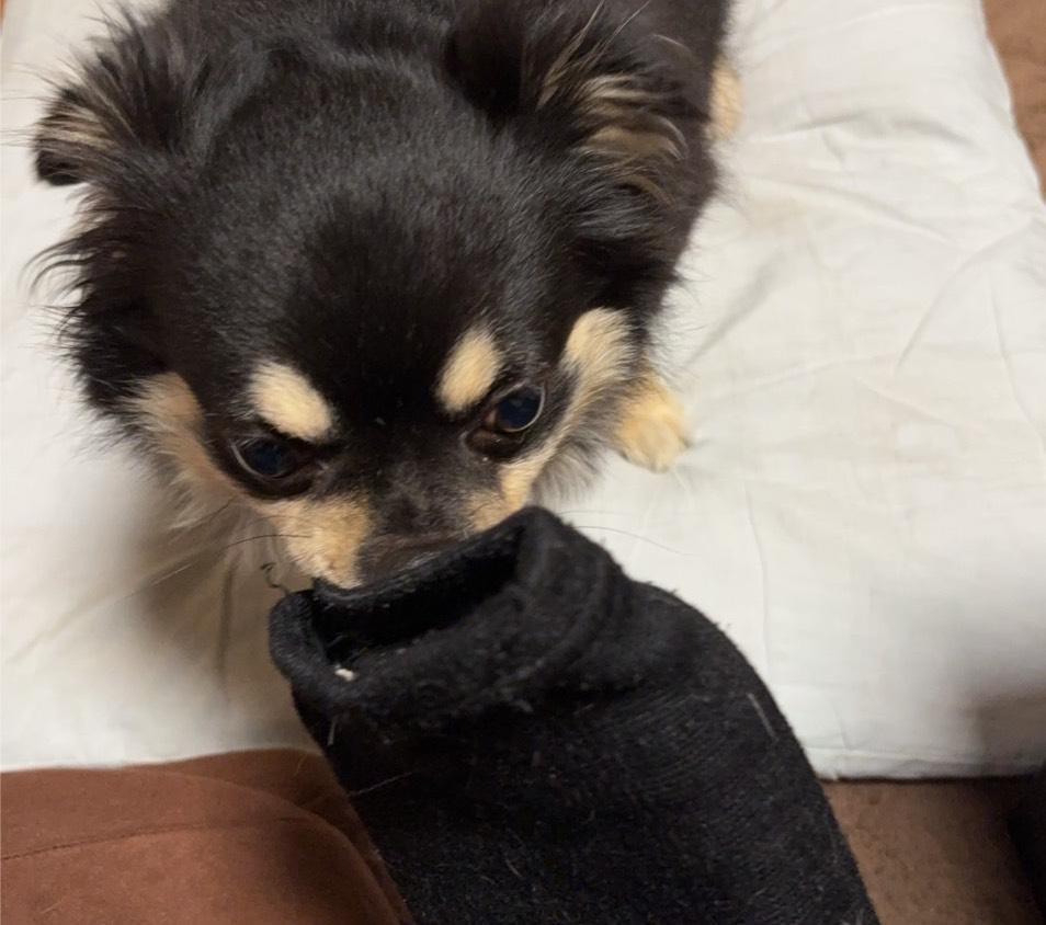 のんびりDAY🐶🤍