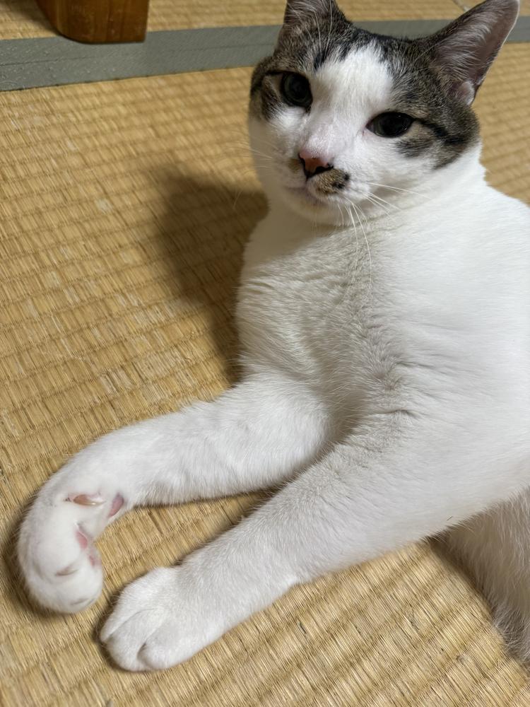 ねこ