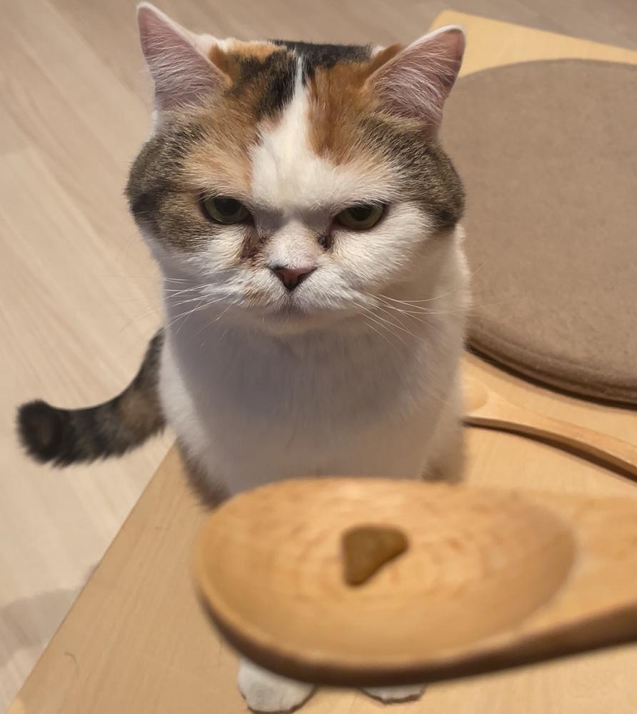 ねこさんは可愛いなり‼️