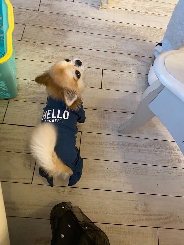 あざとわんこ🐶