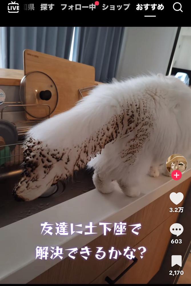 ねこのしっぽが。笑燃えた？！(笑)