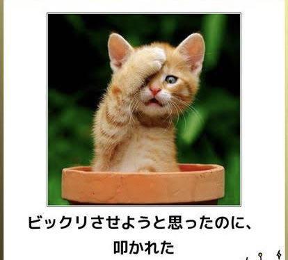 可哀想だけど可愛い笑