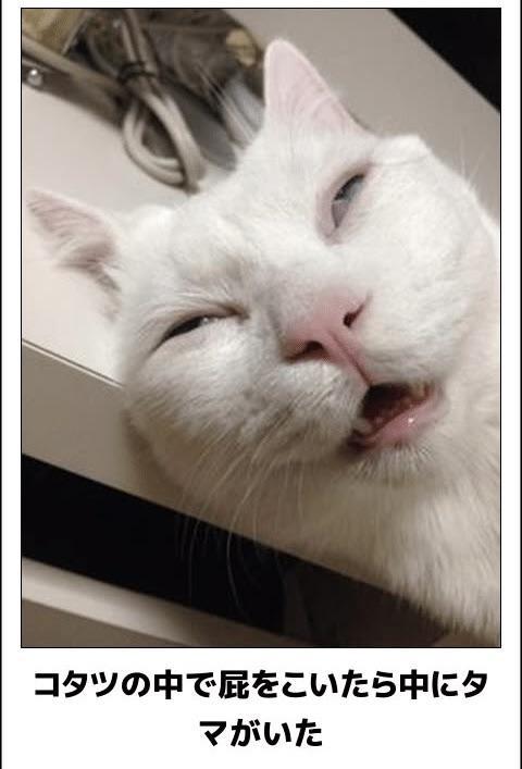 サーまたやるよ！おもしろ画像‼️