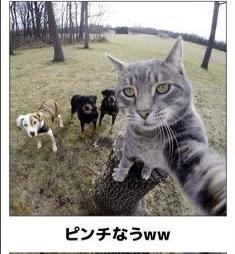 おもしろ画像集‼️