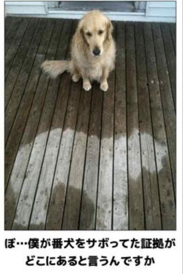 おもしろ画像集‼️