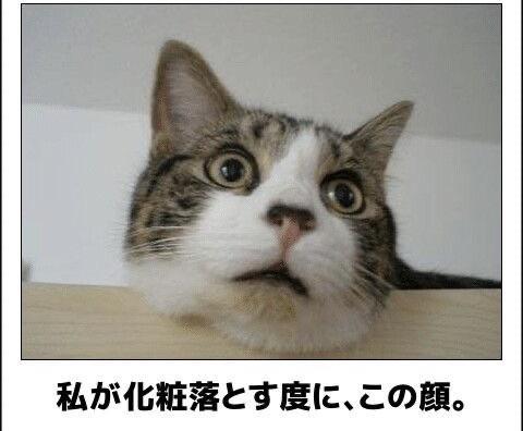 おもしろ画像集‼️