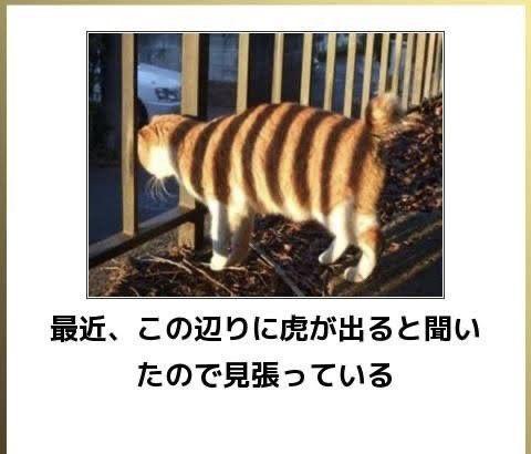 おもしろ画像集