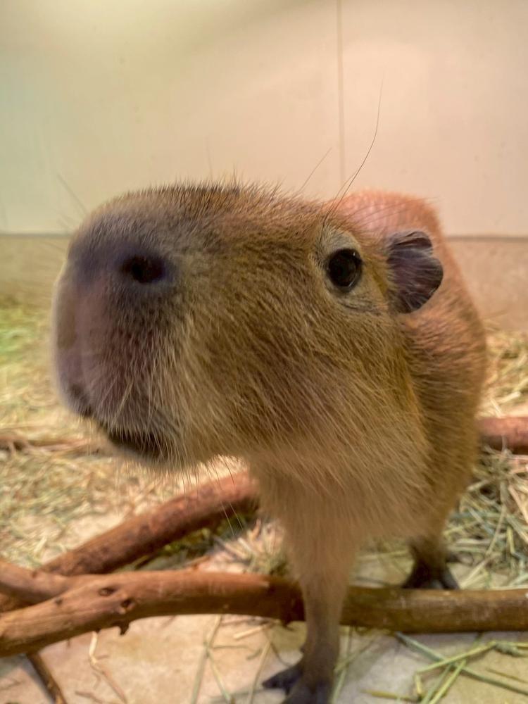 カピバラちゃん可愛い♥️