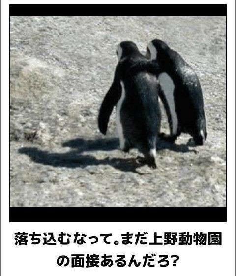 おもしろ画像集‼️