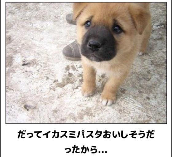 おもしろ画像集‼️