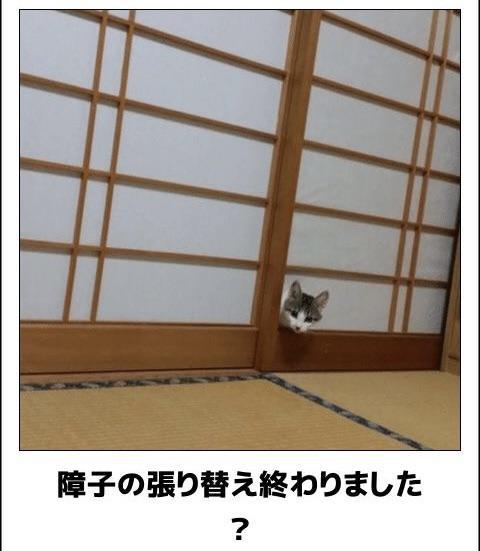 おもしろ画像集‼️