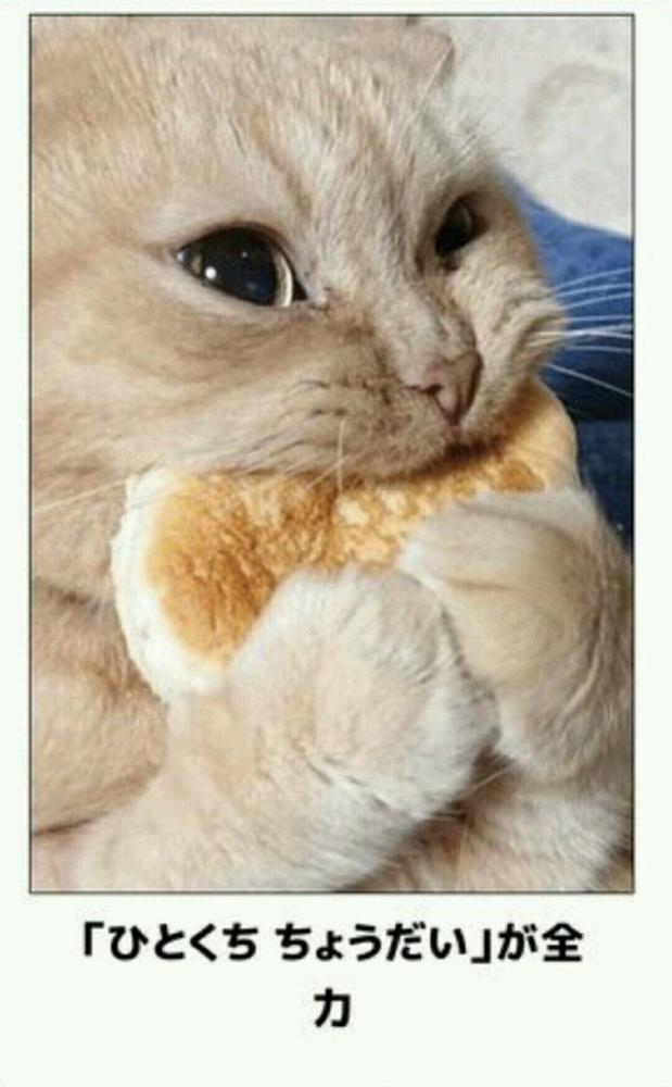 おもしろ画像集‼️