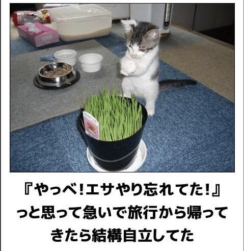 おもしろ画像集‼️