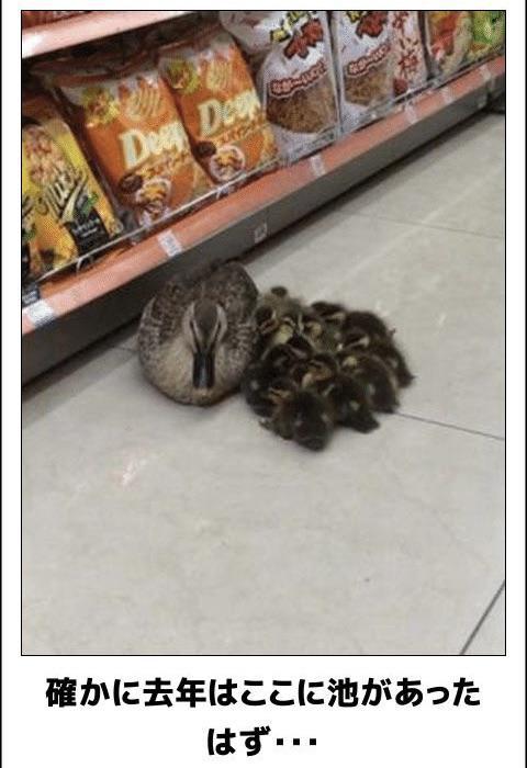 おもしろ画像集‼️