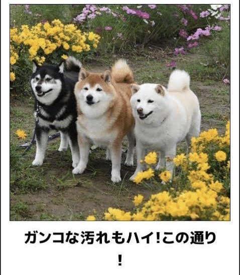 おもしろ画像集‼️