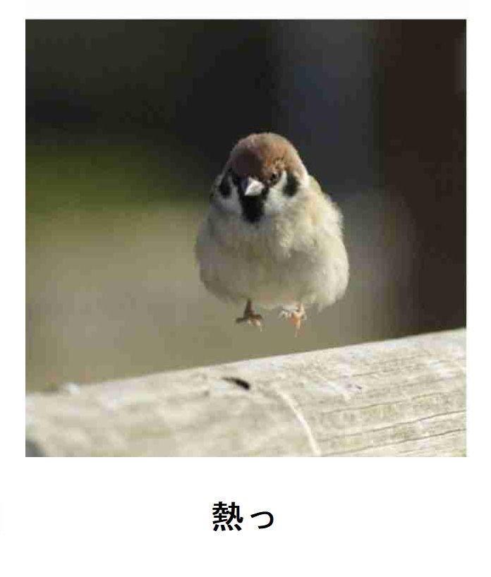 おもしろ画像集‼️