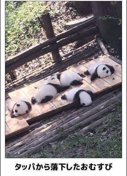 おもしろ画像集‼️