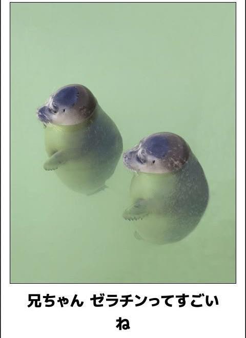 おもしろ画像集‼️