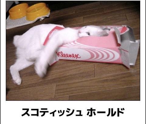 おもしろ画像集‼️