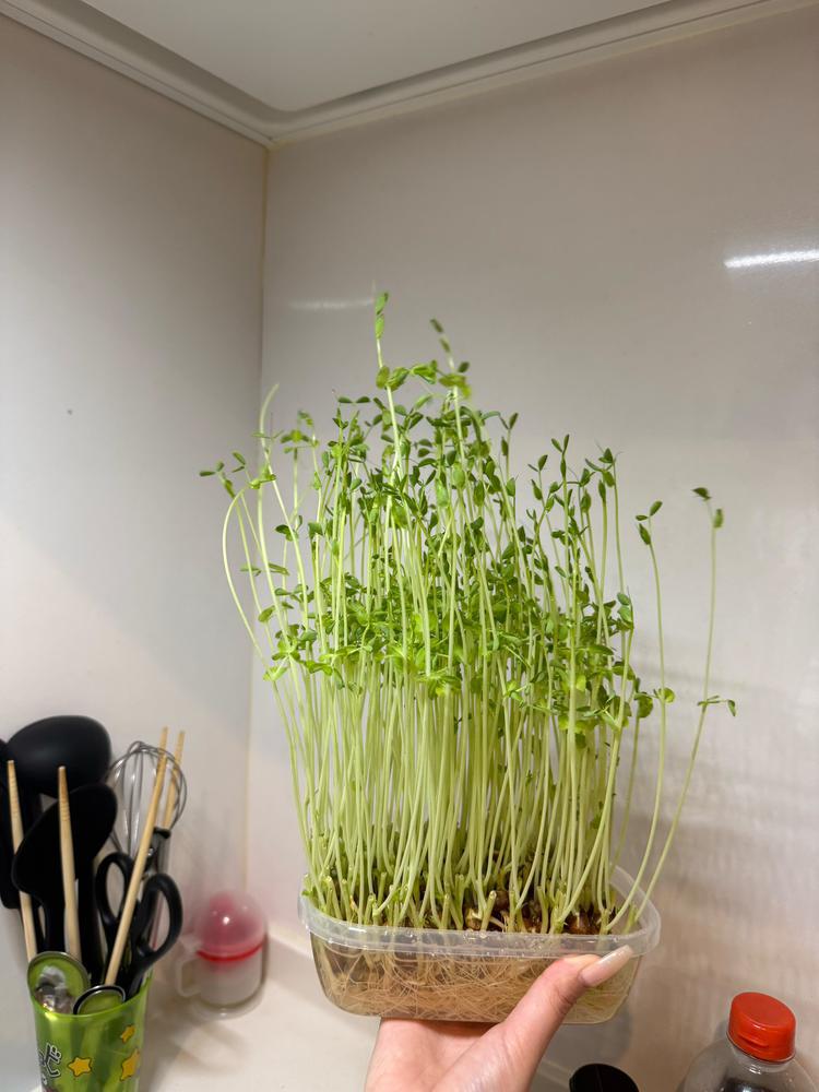 豆苗ちゃん伸びたなー！🤔💖