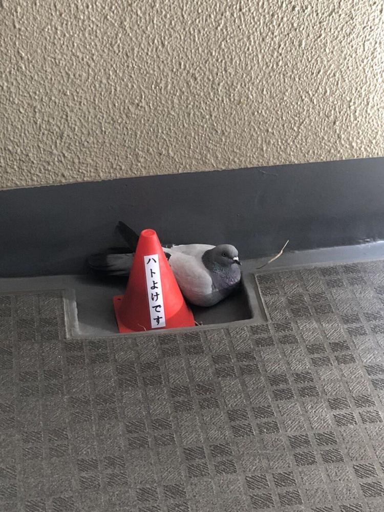 おもしろ画像集‼️