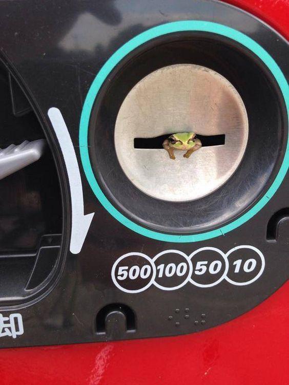 カエルさんゲロゲロ🐸