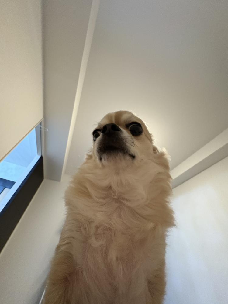 見下ろし犬🐶