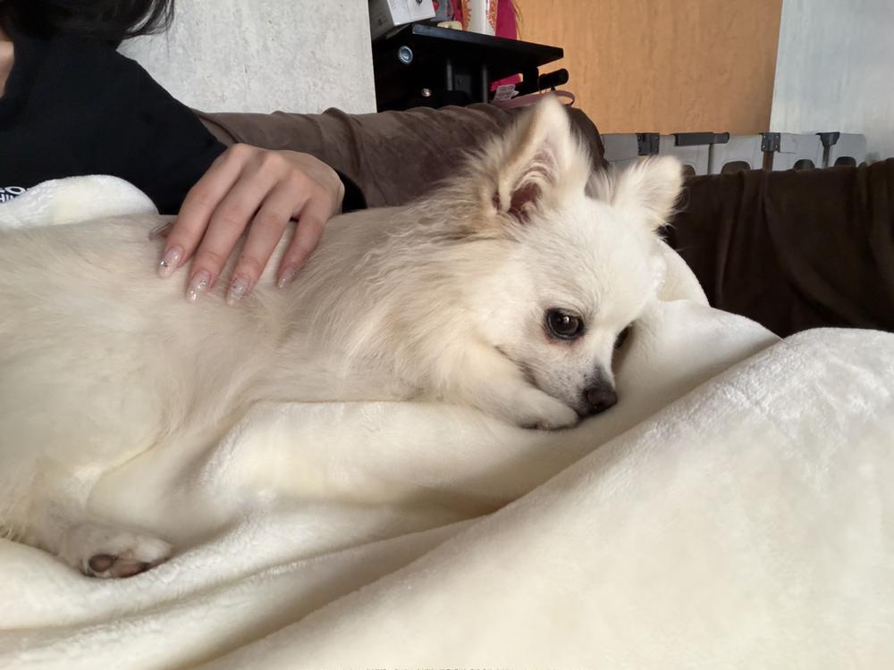 秋冬の犬はぴったり