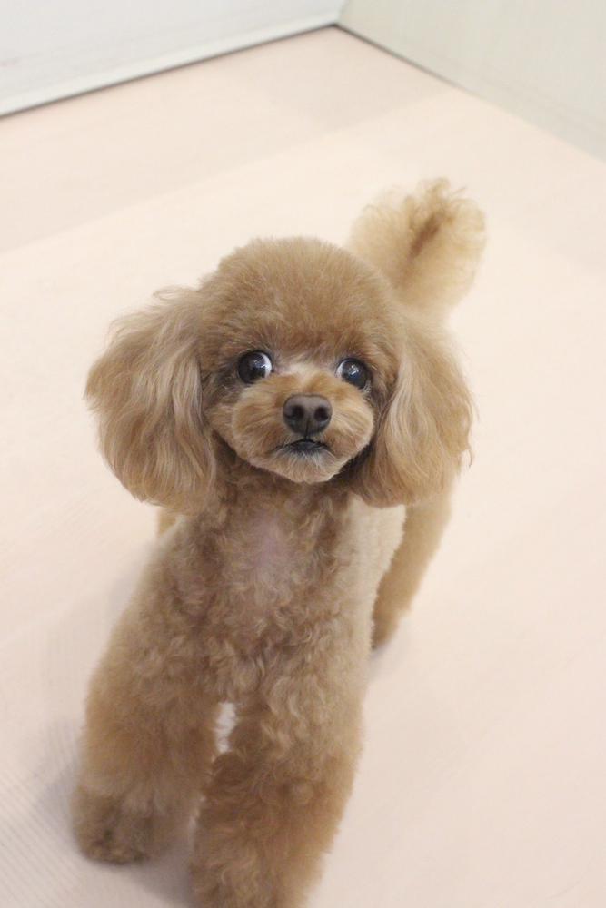 トリミングの日