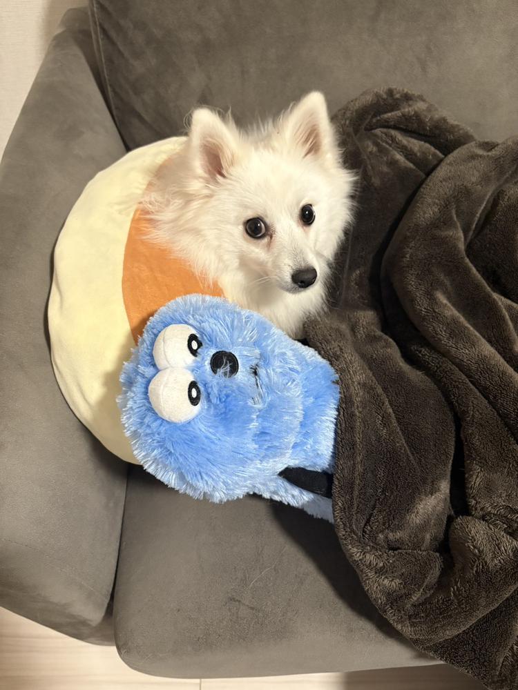 ദ്ദിᐢ- ̫-ᐢ₎