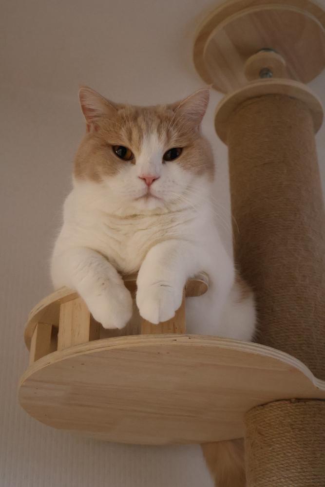 しゅヾ(・ω・)ゞ