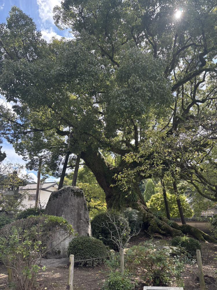 パワースポット🌳