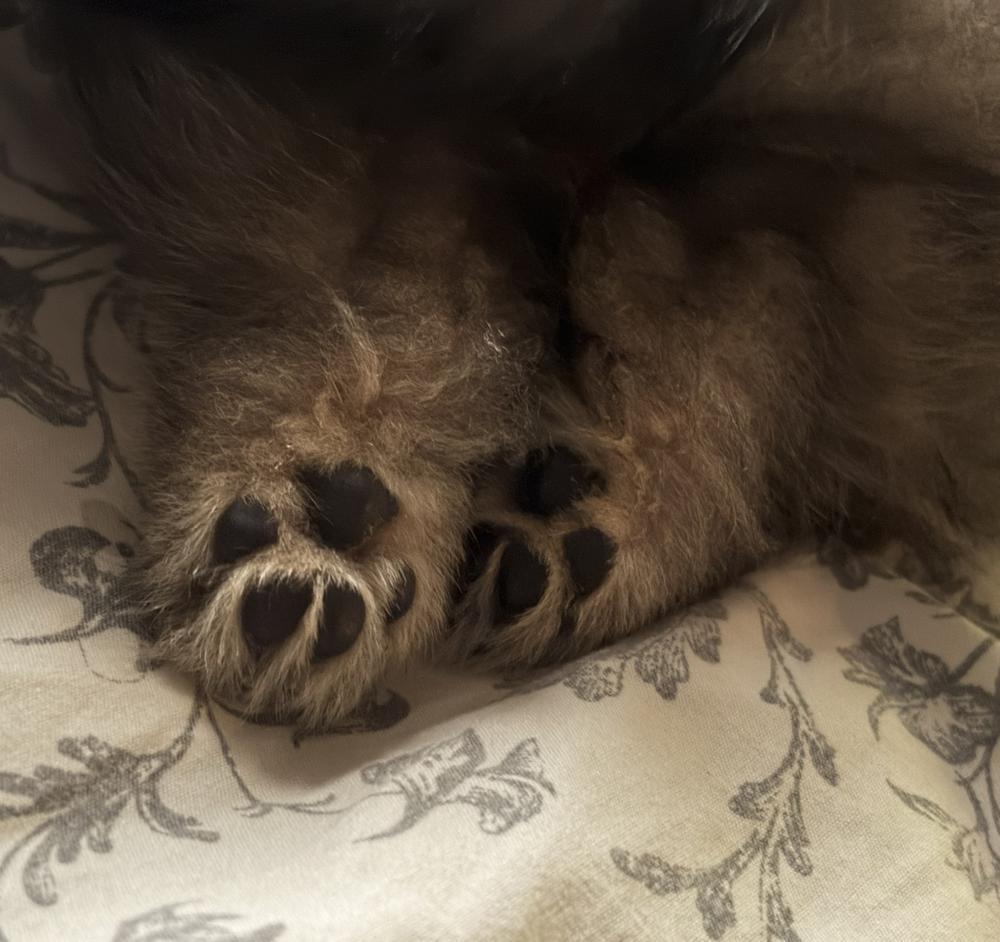 わんこは世界を救う🐶