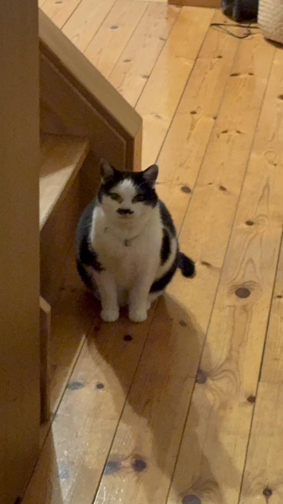 実家のにゃんこ🐱