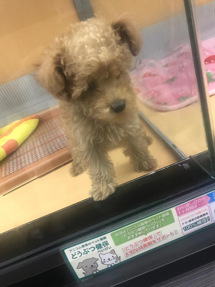 犬飼いたい🐶