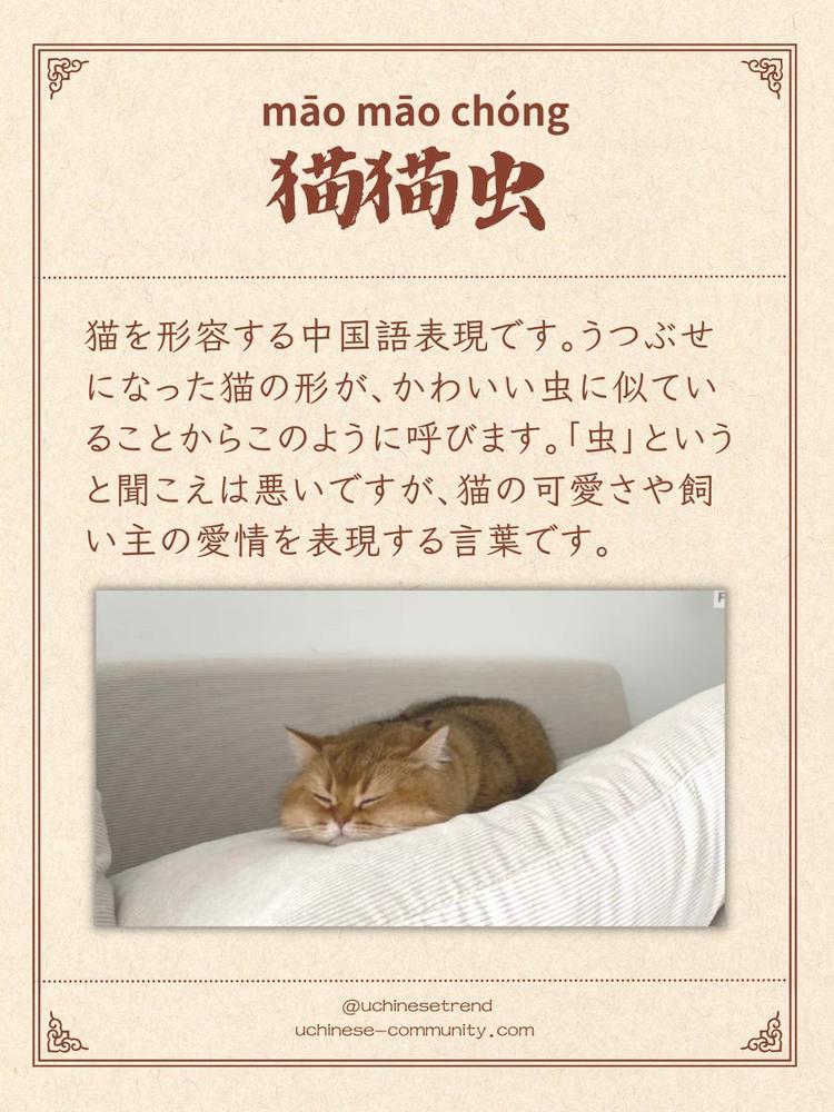 ねこ