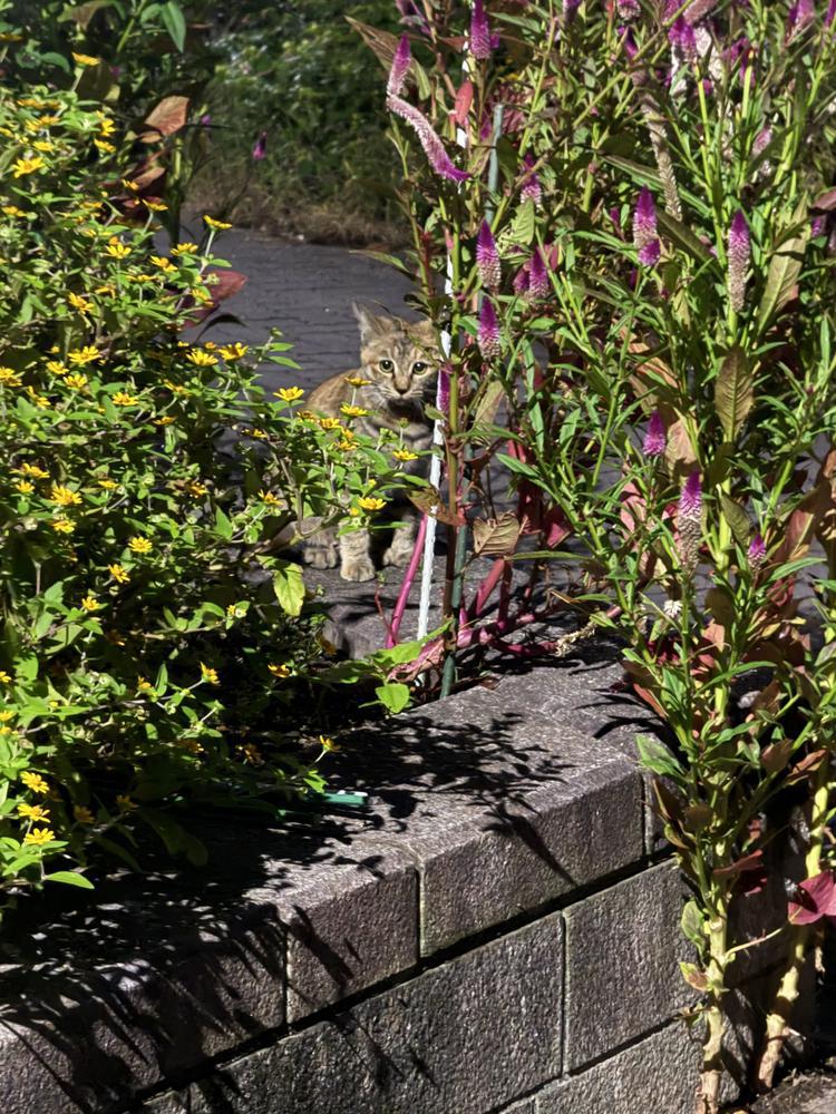 帰り道の猫ちゃん🐈