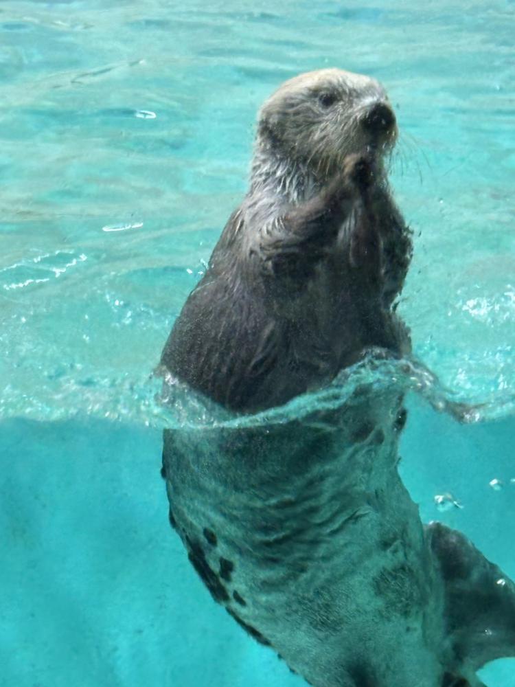 おはようございます！🦦