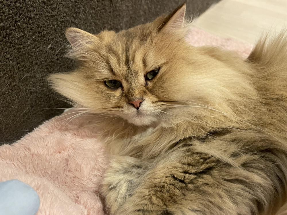 推し活ฅ^•ω•^ฅ