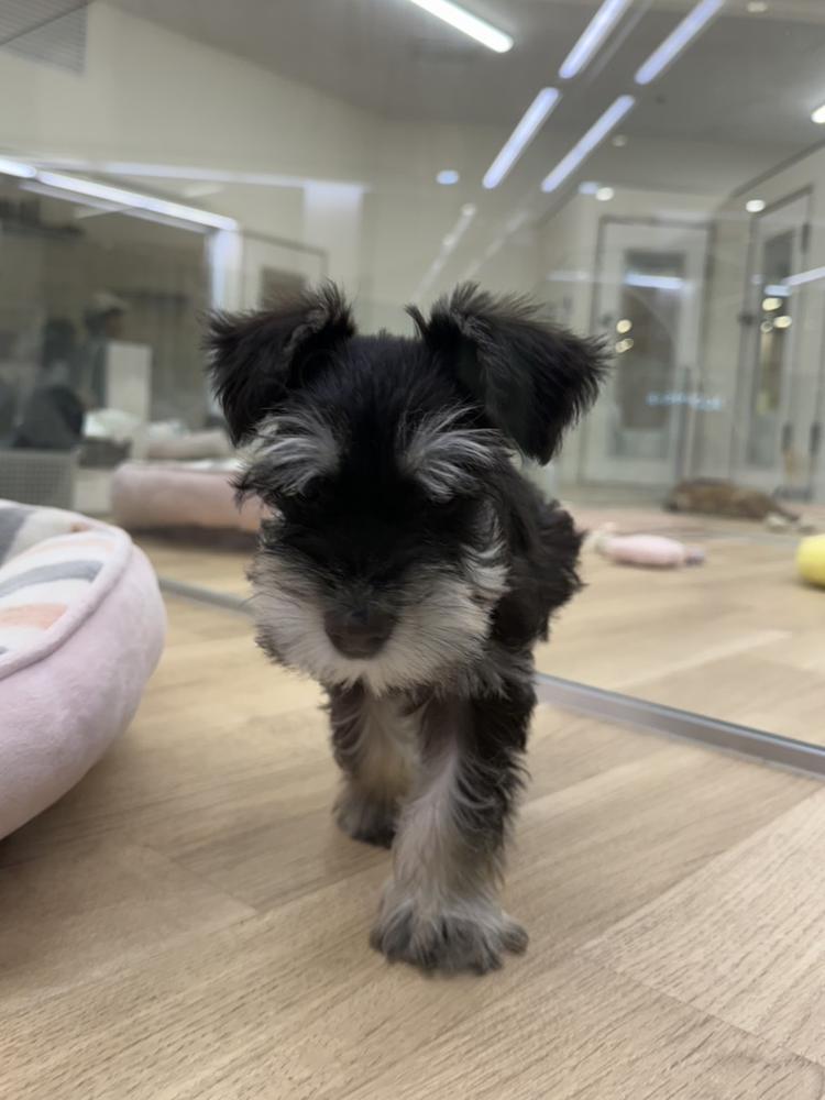 いぬ𐔌՞･·･՞𐦯