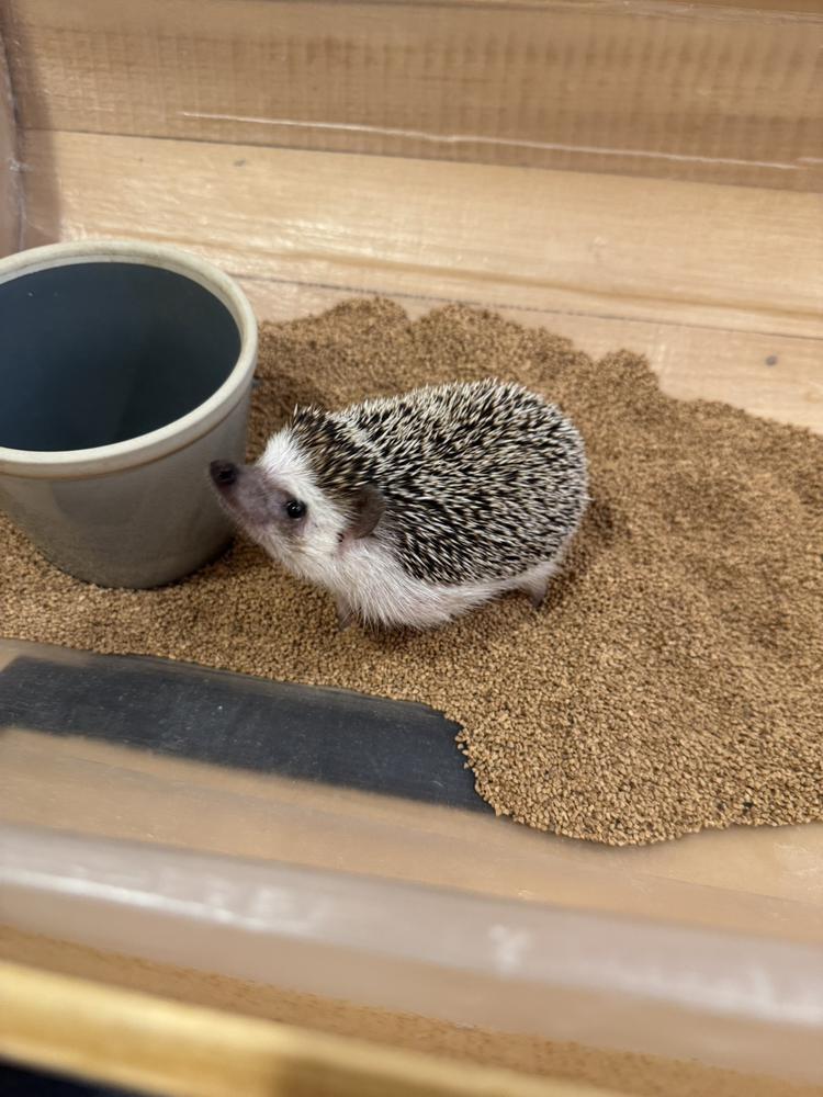 今日から土曜日までいます🐣🐣🐣