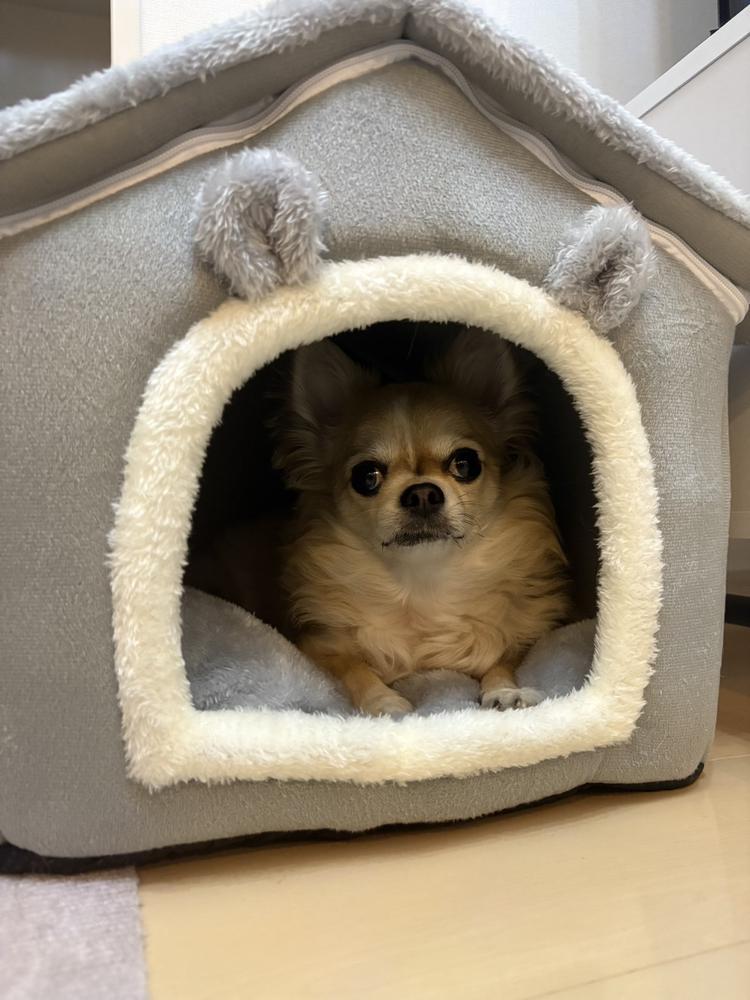 新しいお家🐶🏠