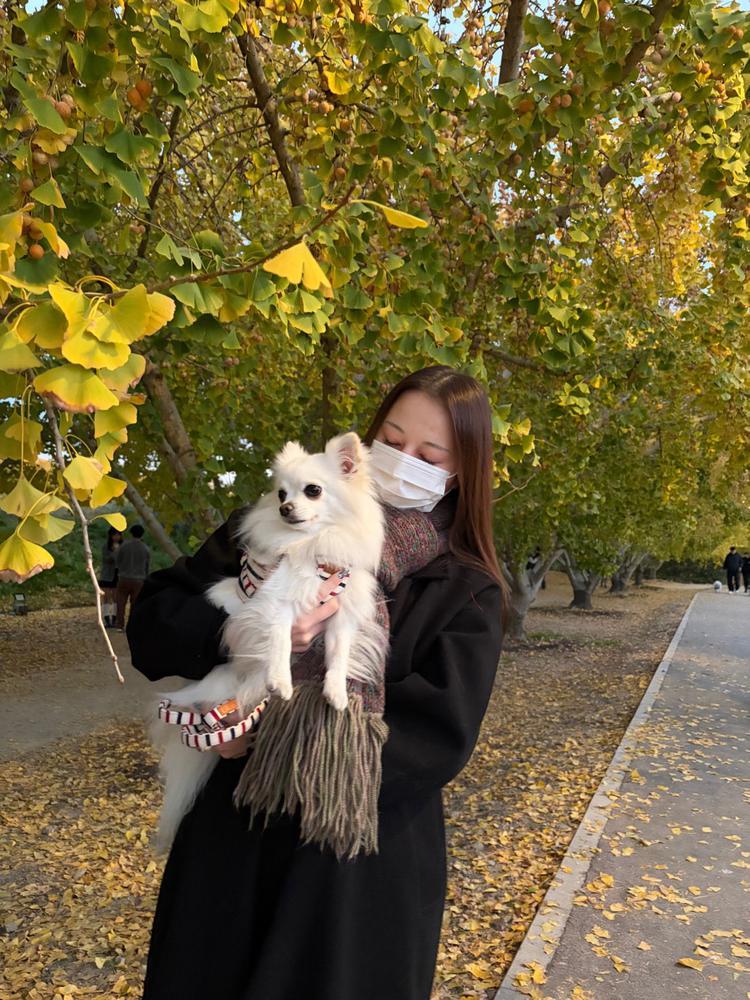 11月🍁→12月🎄