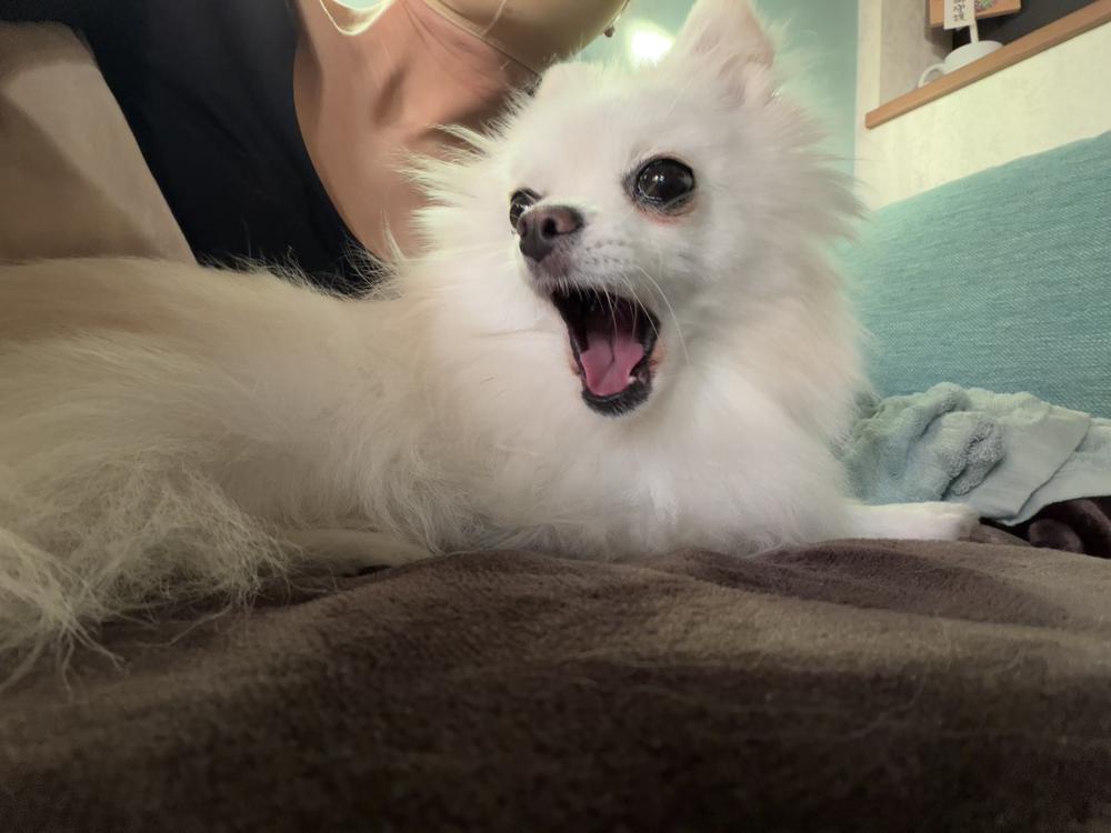 犬と私のダウンタイム