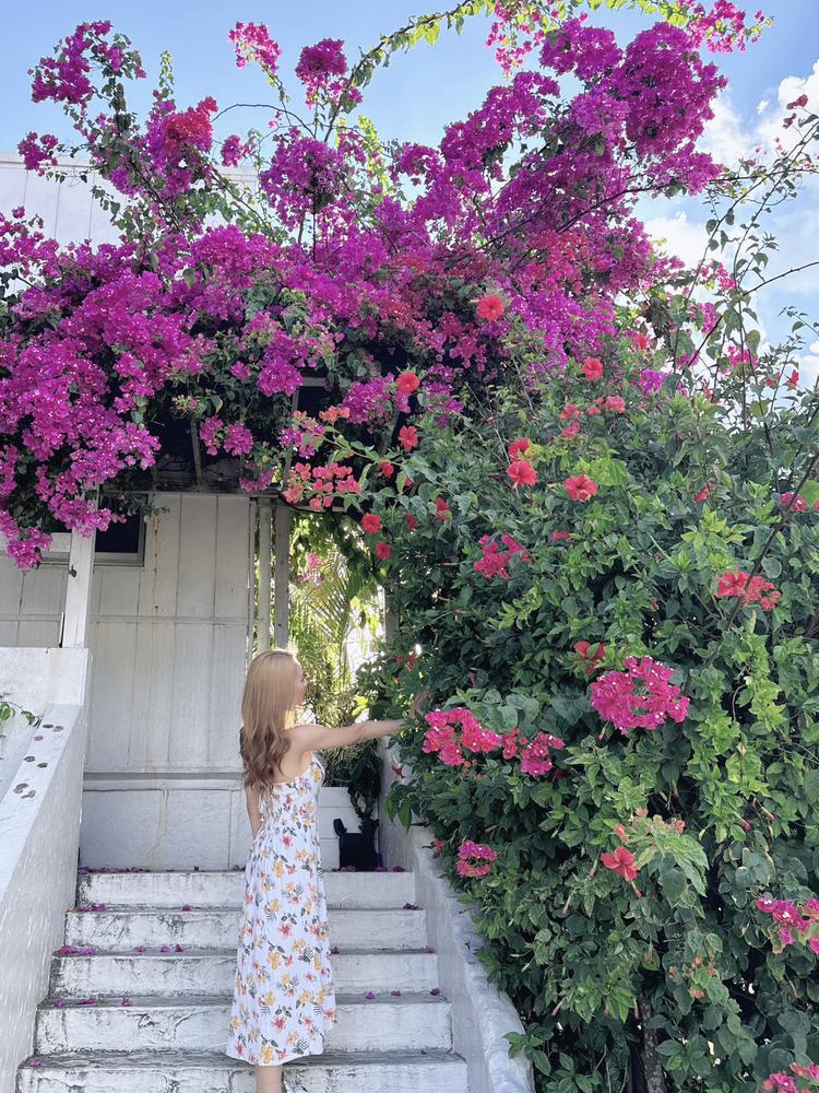 ダックスフンド