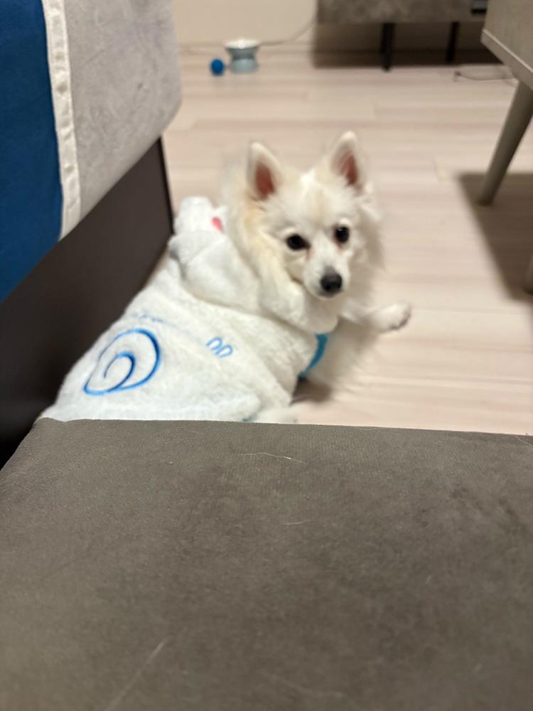 ദ്ദിᐢ- ̫-ᐢ₎