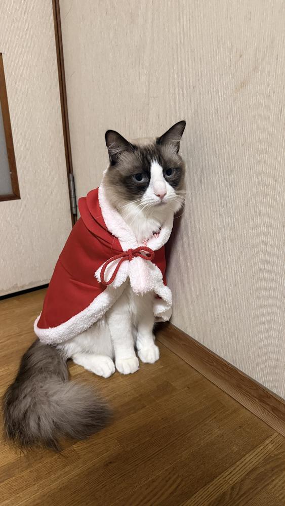 最終日サンタコス🎅🏻🎀